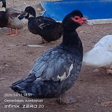 Ördəklər: Satılır hamsı bir yerdə — 9