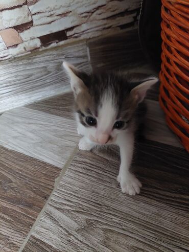 Pişiklər: Siam, Dişi, Yaxşı əllərə, Ünvandan götürmə -da lalafo.az — 7 Pişiklər: Siam, Dişi, Yaxşı əllərə, Ünvandan götürmə — 7