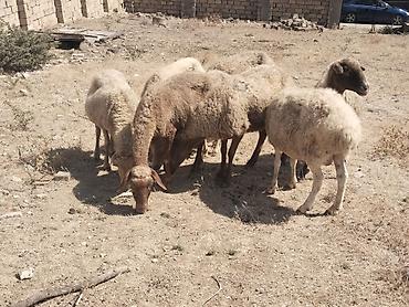 qala cinsi qoyun satilir: Salamtam saglam qoyunlardir 8 ededdir isdeyen elaqe saxlasin — 1