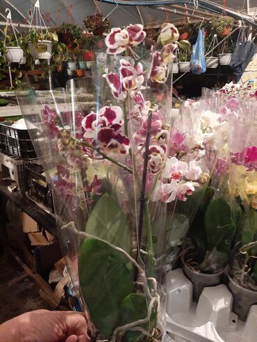 Ostale kućne biljke: Orhideje prelepe sa slika