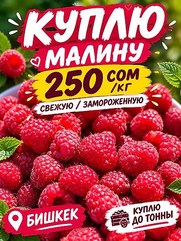 лучшие сорта малины в кыргызстане: Малина Оптом — 1