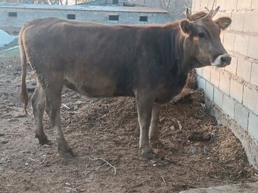 сколько стоит собака породы доберман: Продаю | Корова (самка) | Алатауская, Швицкая | Для разведения, Для молока | Племенные, Стельные, Искусственник