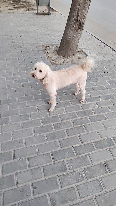 çöl iti: Pudel, 8 il, Erkək, Cütləşmə üçün, Ünvandan götürmə — 3