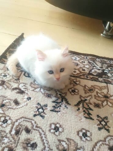 кот белый: Отдам котёнка в добрые руки 2 месяца Мальчик !Клотку приучин . лоток