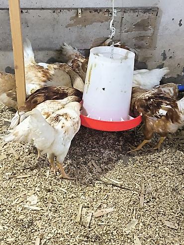 kənt çolpaları: Toyuq, Yumurtalıq — 5