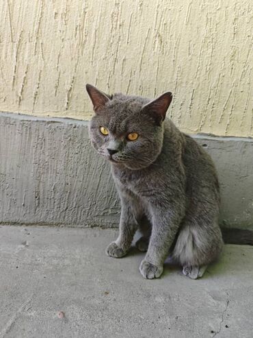 Коты: К нам домой пришел британский кот (возможно потерялся либо его