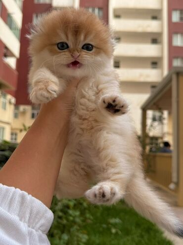 pişik ev: Qızıl şinşilla