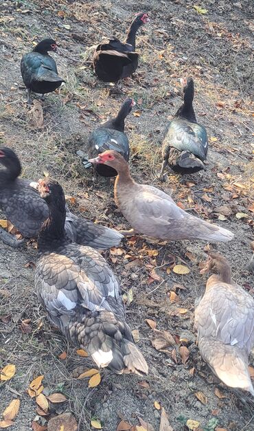 Ördəklər: Dişi, | Macar, Damazlıq, Pulsuz çatdırılma — 15