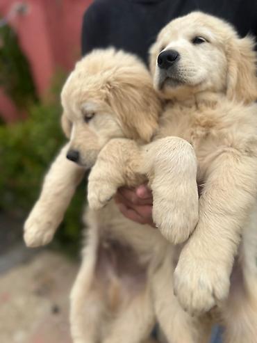 labrador itleri: Labrador-retriver, 2 ay, Erkək, Peyvəndli — 6