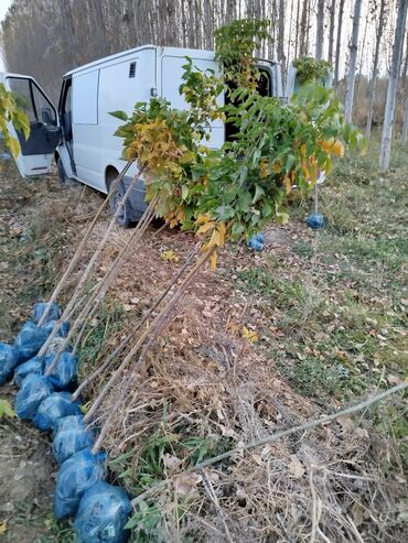 Декоративные деревья: Саженцы деревьев: Клёны — 2