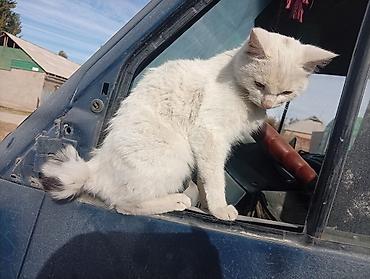 Кошки: Кошка даром: Курильский бобтейл, Мальчик — 3