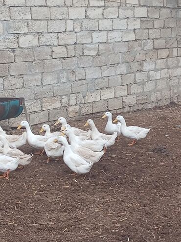 Digər quşlar: Kuban ördəyi hamsı erkəydı ətlik. Kənd beçəsi hamsı xoruzudu sağlam — 3