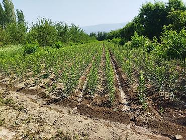 Фрукты и ягоды: Саженцы черешни - Питомник. Ряды молодых саженцев черешни открытого — 11