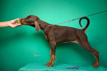 Psi: Registrovana odgajivačnica SCHWARZE MACHT nudi prelepu štenad na lalafo.rs — 9 Psi: Registrovana odgajivačnica SCHWARZE MACHT nudi prelepu štenad — 9