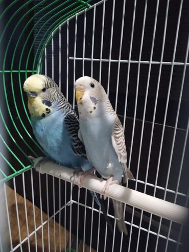 канарейка птица: Продаётся пара волнистых попугаев. Самец 1.5 года. Девочка 8 месяцев