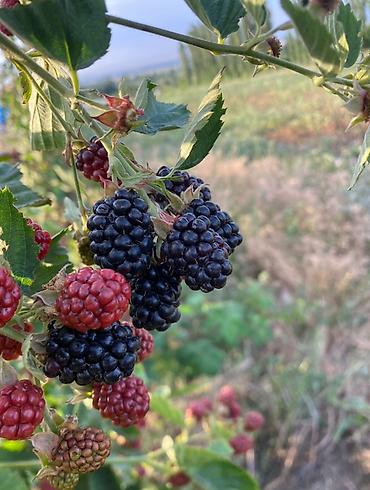 Продажа сельхоз предприятий: Питомник растений, 220 соток, Действующий, Частично с оборудованием, Электричество, Холодная вода — 11