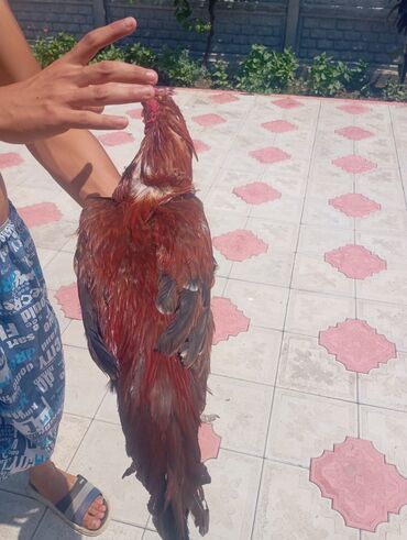 Xoruzlar: Salam her bir kəsə bu xoruz heyrati cinsi das pipk heyvanidi çox əla — 9