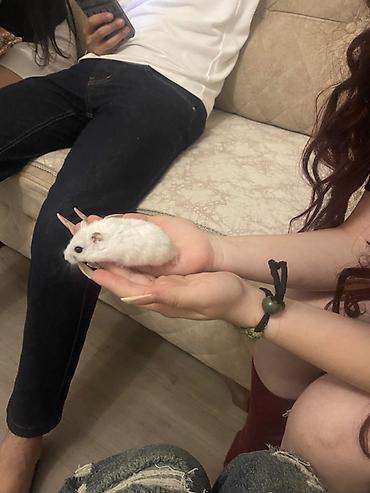 qara toyuq sortu: İki ədəd hamster satlr .Biri ağ,biri boz.Ustundə ikimərtəbəli — 3