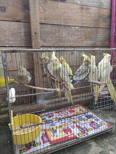 Tutuquşları: Qəfəs quslar — 5