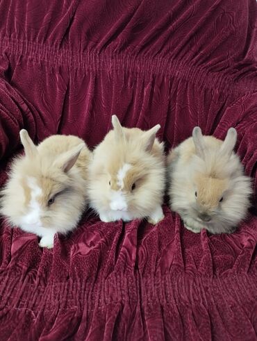 ağ dovşan: Dekarativ Aslanbaw Dosvanlar 43 gunluyduler maksimum cekileri 1.500kq