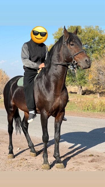 питбуль шенок: Продаю | Жеребец | Конный спорт