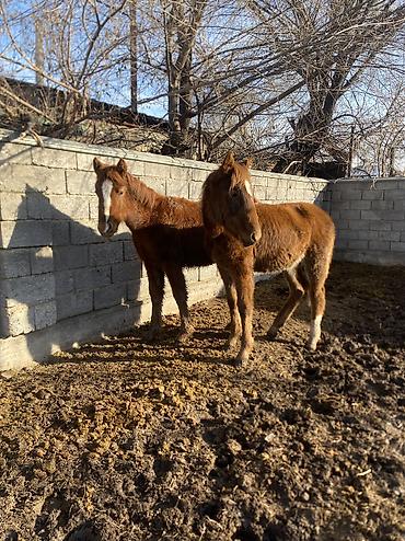 Лошади, кони: Продаю | Жеребенок | Полукровка | Рабочий — 3