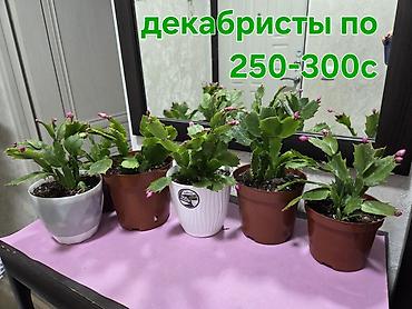 кактус гулу жонундо маалымат: Комнатные растения в горшках - Оксалисы (кислицы) – декоративные — 2