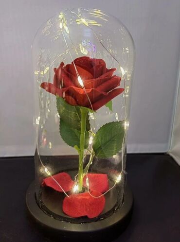 садовые розы: Заколдованная роза в колпаке с подсветкой