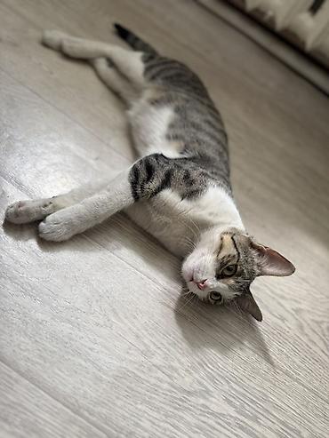 трехцветный кот мальчик: Беспородная, 1 год, Мальчик — 1