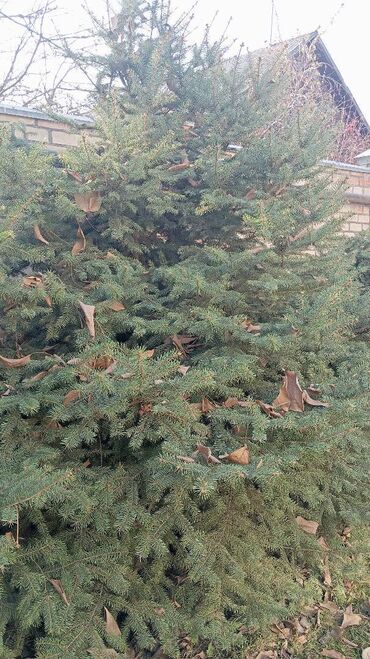 Ёлки: Живая ель (ёлки, ели, ёлка) Большая ель с пышной кроной и — 10