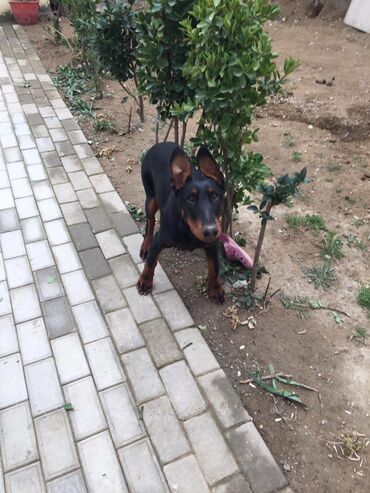 xasqi it: Doberman, 5 ay, Erkek, Peyvəndli, Ünvandan götürmə