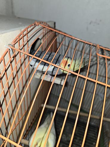doşan satışı: Xirdalanda yerlesir El quslaridir disi qeti dislemir. cutu 60 manata — 3