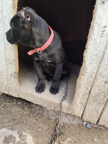 İtlər: Kane-Korso, 3 ay, Sənədli, Ödənişli çatdırılma, Ünvandan götürmə, Rayonlara çatdırılma — 4