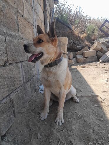 İtlər: Pitbul, 11 ay, Erkek, Peyvəndli, Ünvandan götürmə lalafo.az -da İtlər: Pitbul, 11 ay, Erkek, Peyvəndli, Ünvandan götürmə