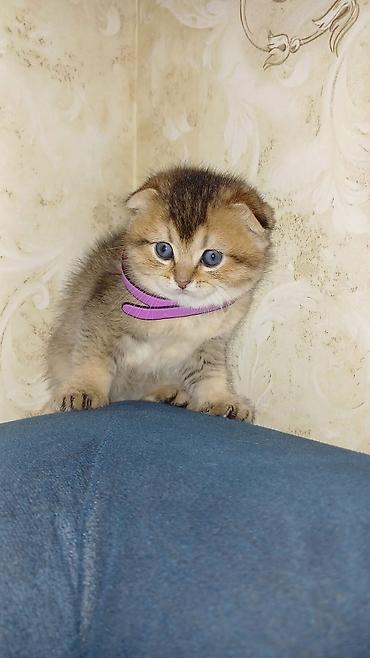 Pişiklər: Britan — 9