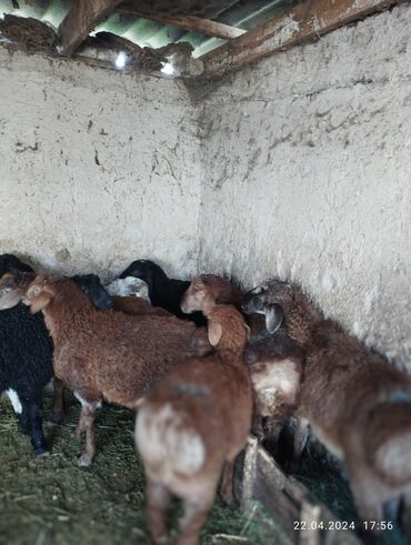Бараны, овцы: Продаю | Ягненок | Гиссарская | Для разведения