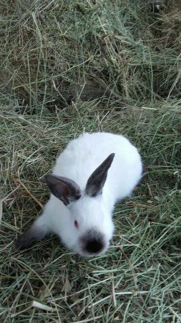 Декоративные кролики: Кролики — 19