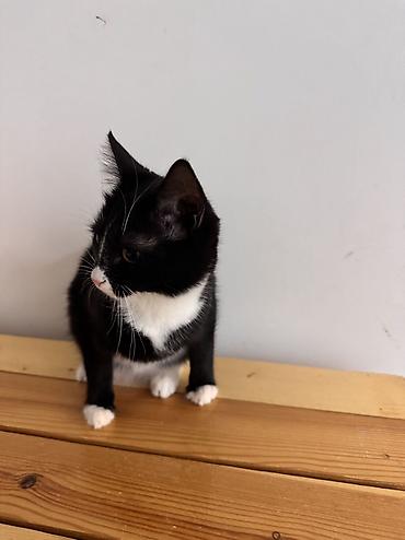 Pişiklər: Dişi, Yaxşı əllərə — 5