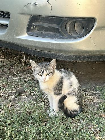 цыплята простые: Котенок ищет дом🐾🏠отдадим котенка в добрые руки!!! Во дворе появился — 2