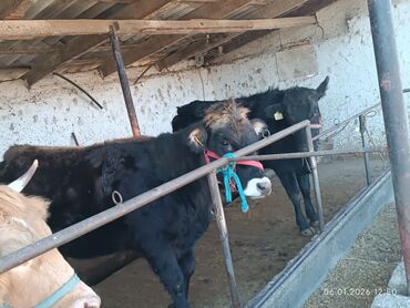 Коровы, быки: Продаю | Корова (самка) | Полукровка | Для разведения | Стельные — 2