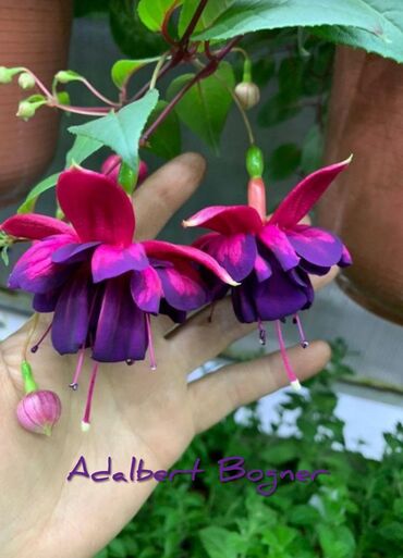 Другие комнатные растения: Продаю Детки!!! (укорененные черенки)сортовых,комнатных фуксий!Цена — 26