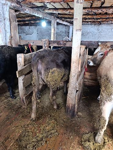 Коровы, быки: Продаю | Корова (самка), Тёлка | Полукровка | На забой | Привязанные — 4