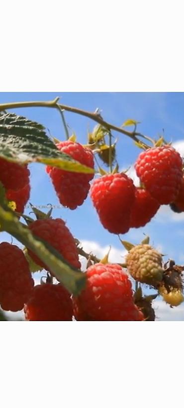 Малина: Саженцы. Питомник. Малина Новый сорт. Ягоды крупные, саженцы тоже — 9