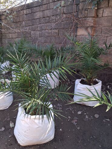 Ağaclar: Xurma (Phoenix dactylifera) fidanları – dekorativ xurma palması — 9