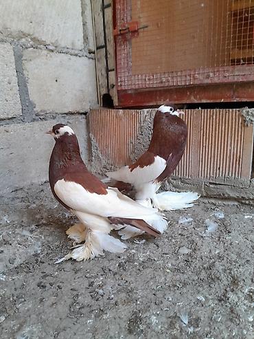 korella quşu acıq sarı 45 azn: Salam olsun her kese dutular saglam ve arginal heyvanlardi. hal — 1