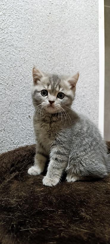 кошка шотландская: Котята от домашней пары: - Папа: Британский крупный вислоухий кот — 1