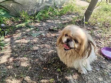 it satışı 2021: Pekines, 11 ay, Erkək, Peyvəndli, Ödənişli çatdırılma — 2