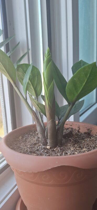 Otaq bitkiləri: Zamioculcas (dollar gülü).Qiymet 10 manat