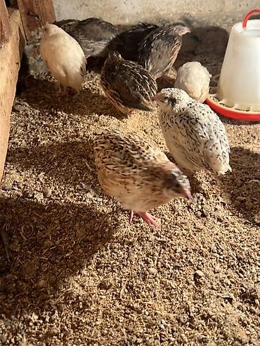 Другие с/х животные: Перепела разных окрасов для домашнего хозяйства Перепелки живые: 2х — 9