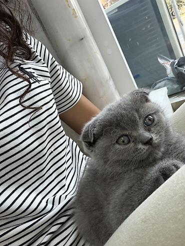 cane corso yavru: Şotland yastı qulaq, Erkək — 4